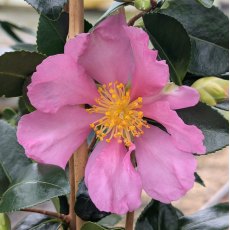 Camellia sasanqua 'Hugh Evans' AGM