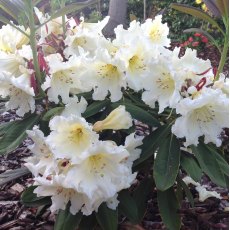 Rhododendron Ted's Cream Cracker