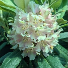 Rhododendron ungernii Rachel Foster