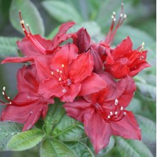 Deciduous Azalea Doloroso