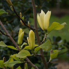 Magnolia Golden Pond