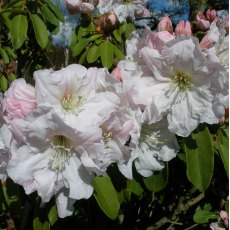 Rhododendron fortunei 'Hachmann's Best'