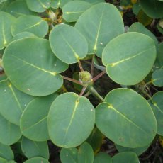 Rhododendron orbiculare (Hydon BH1786) AGM