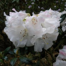 Rhododendron pubicostatum