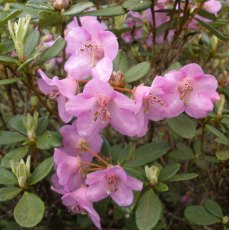Dwarf Rhododendron charitopes Ssp. tsangpoense