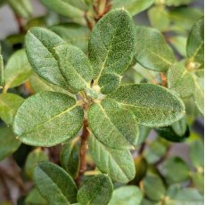 Dwarf Rhododendron anthopogon 'Betty Graham'