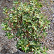 Dwarf Rhododendron anthopogon 'Betty Graham'
