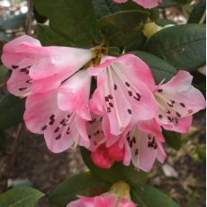 Dwarf Rhododendron Seta