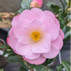 Camellia japonica 'Nicky Crisp'