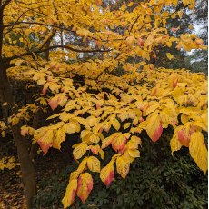 Parrotia perscia Persian Spire