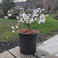 Prunus incisa Kojo no Mai  AGM