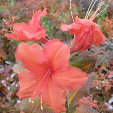 Deciduous Azalea Chariots of Fire