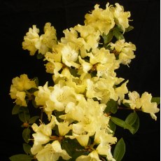 Dwarf Rhododendron Elfin Gold