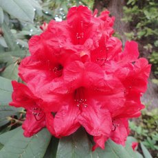 Rhododendron Gwillt King