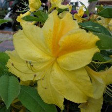 Deciduous Azalea Chetco