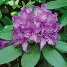 Rhododendron Catawbiense Boursault