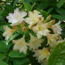 Deciduous Azalea Colin Kenrick