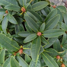 Rhododendron Kali