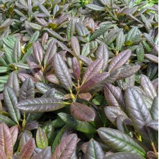 Rhododendron Sun Glory