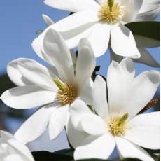 Magnolia Fairy White