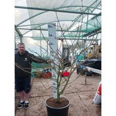 Magnolia sieboldii - Open Ground Plant Magnolia sieboldii - Open Ground Plant