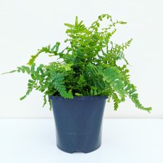 Dryopteris affnis 'Cristata The King'