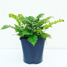 Dryopteris atrata cycadina AGM Dryopteris atrata cycadina AGM