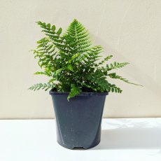 Dryopteris wallichiana AGM