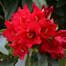 Rhododendron Gertrud Schale