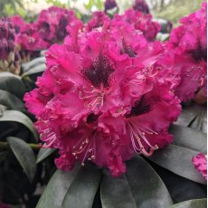 Rhododendron Marie Fortie