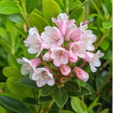 Dwarf Rhododendron Bloombux Magenta INKARHO