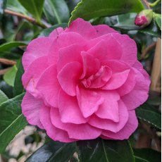 Camellia hiemalis 'Chansonette'
