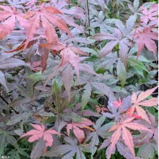 Acer palmatum dissectum 'Atropurpureum'