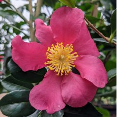 Camellia sasanqua 'Crimson King' AGM
