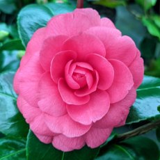 Camellia japonica 'Coquetti' AGM