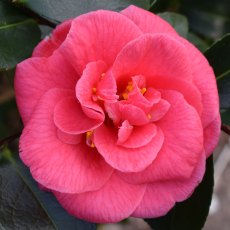 Camellia japonica 'Splendens Carlyon'