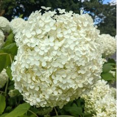 Hydrangea arborescens 'Annabelle' AGM