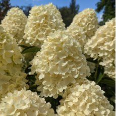 Hydrangea paniculata 'Whitelight'