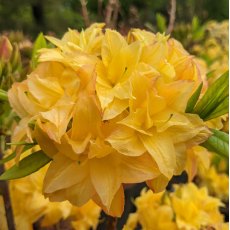 Deciduous Azalea Yellow Pom Pom