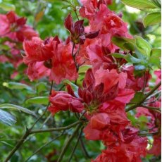 Deciduous Azalea Phil Legrand