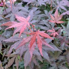 Acer palmatum dissectum 'Atropurpureum'