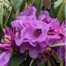 Rhododendron Snowy River