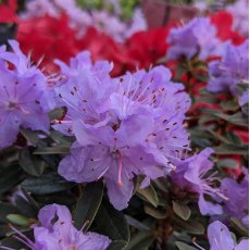 Dwarf Rhododendron Leni