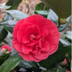 Camellia japonica 'Lady Campbell'