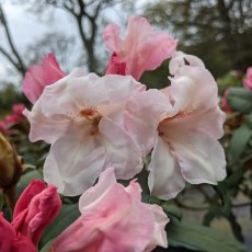 Rhododendron Silver Copper