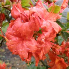 Deciduous Azalea Fireball  AGM