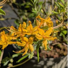 Deciduous Azalea flammeum