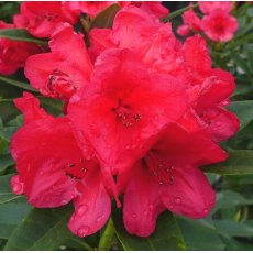 Rhododendron Mayor Johnson