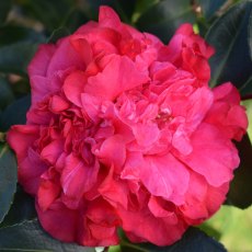 Camellia x williamsii 'Tristrem Carlyon'