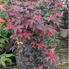 Acer palmatum 'Twombly's Red Sentinel'